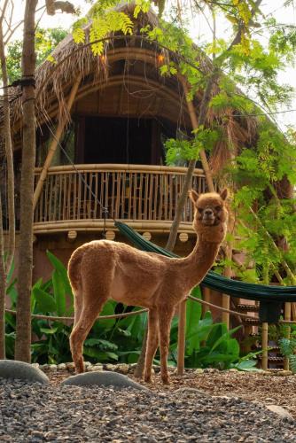 Beraban House | Alpaca Lodge
