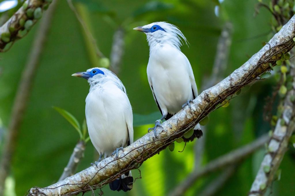 Penebel Hotel | Svarga Uma Cottage - Unwind Amidst Bali Starling Sanctuary