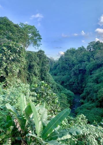 Kedewatan Hotel | Ubud Jungle River