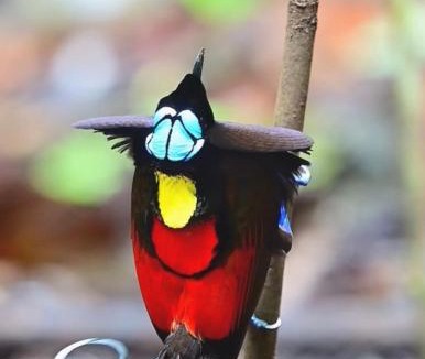 Waisai Other | 3-Day Waigeo Birdwatching Expedition