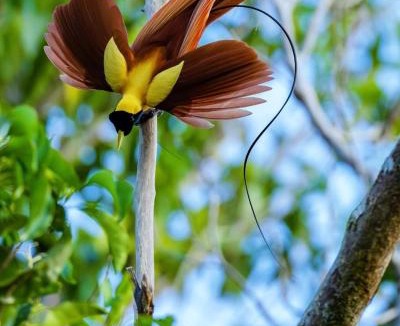 Waisai Other | 3-Day Waigeo Birdwatching Expedition