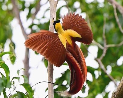 Waisai Other | 3-Day Waigeo Birdwatching Expedition