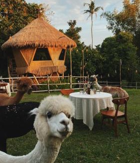 Beraban House | Alpaca Lodge