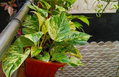 Surakarta House | ChiGhaya Guest House