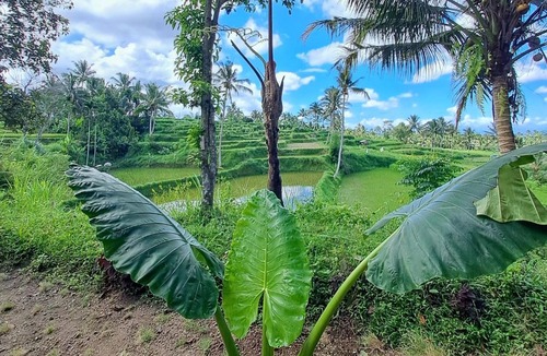 Kecamatan Pringgasela House | Rinjani Vibe Bungalows