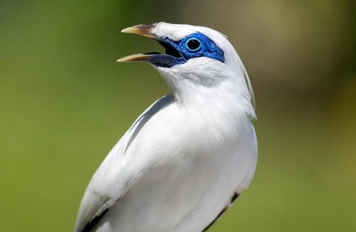 Penebel Hotel | Svarga Uma Cottage - Unwind Amidst Bali Starling Sanctuary