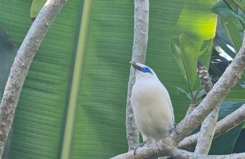 Penebel Hotel | Svarga Uma Cottage - Unwind Amidst Bali Starling Sanctuary