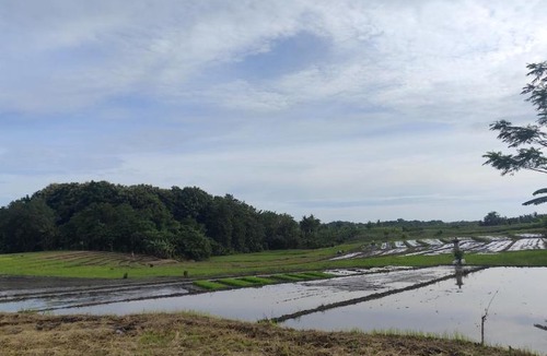 Kelating House | Umo dewi