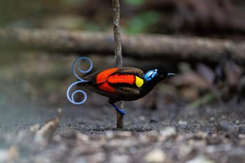 3-Day Waigeo Birdwatching Expedition