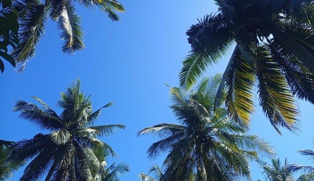 A2 Coconut in Pulau Sarang
