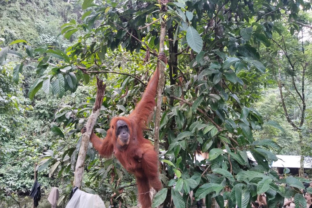Bukit Lawang Hostel | jungle trekking& jungle tour only stay here if you are and you must booking jungle trekking with us & transport