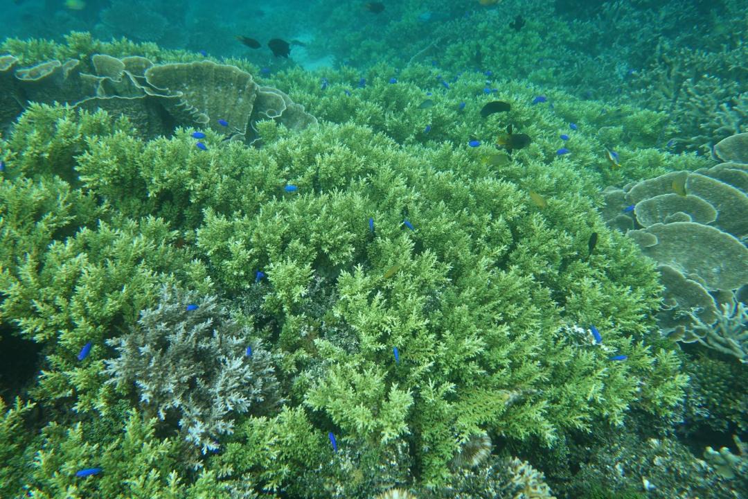 Raja Ampat House | Coco Huts Guest House