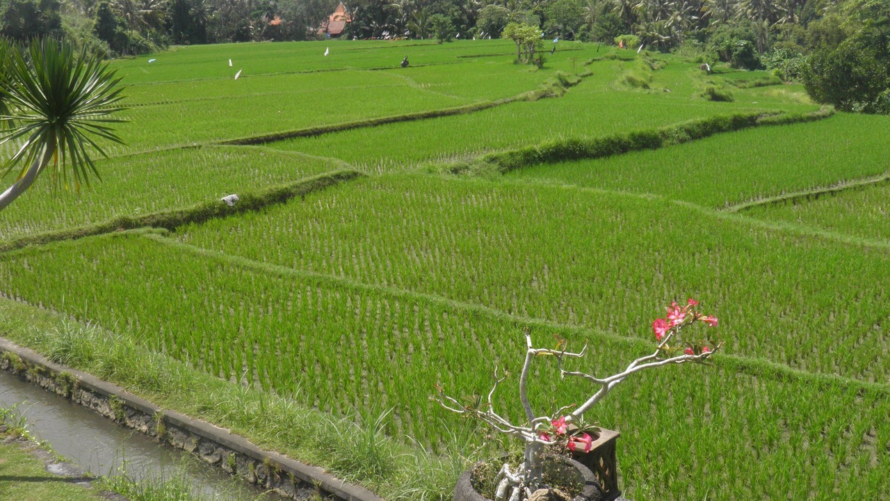 Photo of Outdoor in Lodtunduh