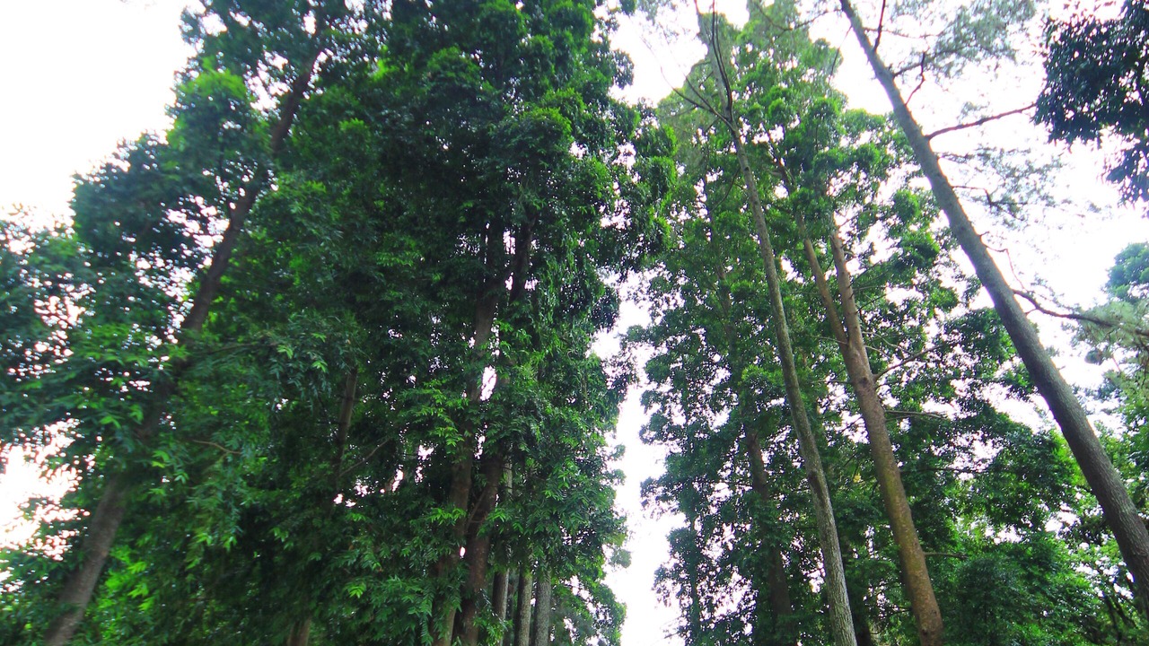 Photo of Outdoor in Ciumbuleuit