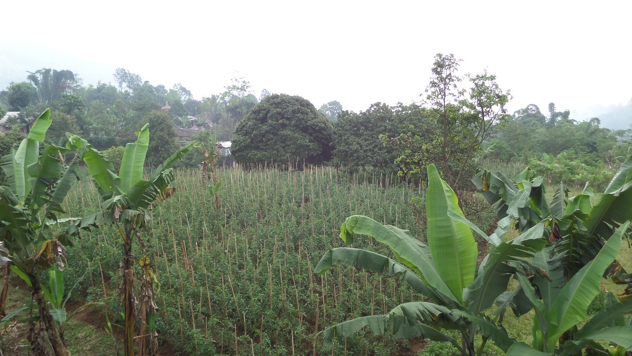 Photo of Others in Sukapura