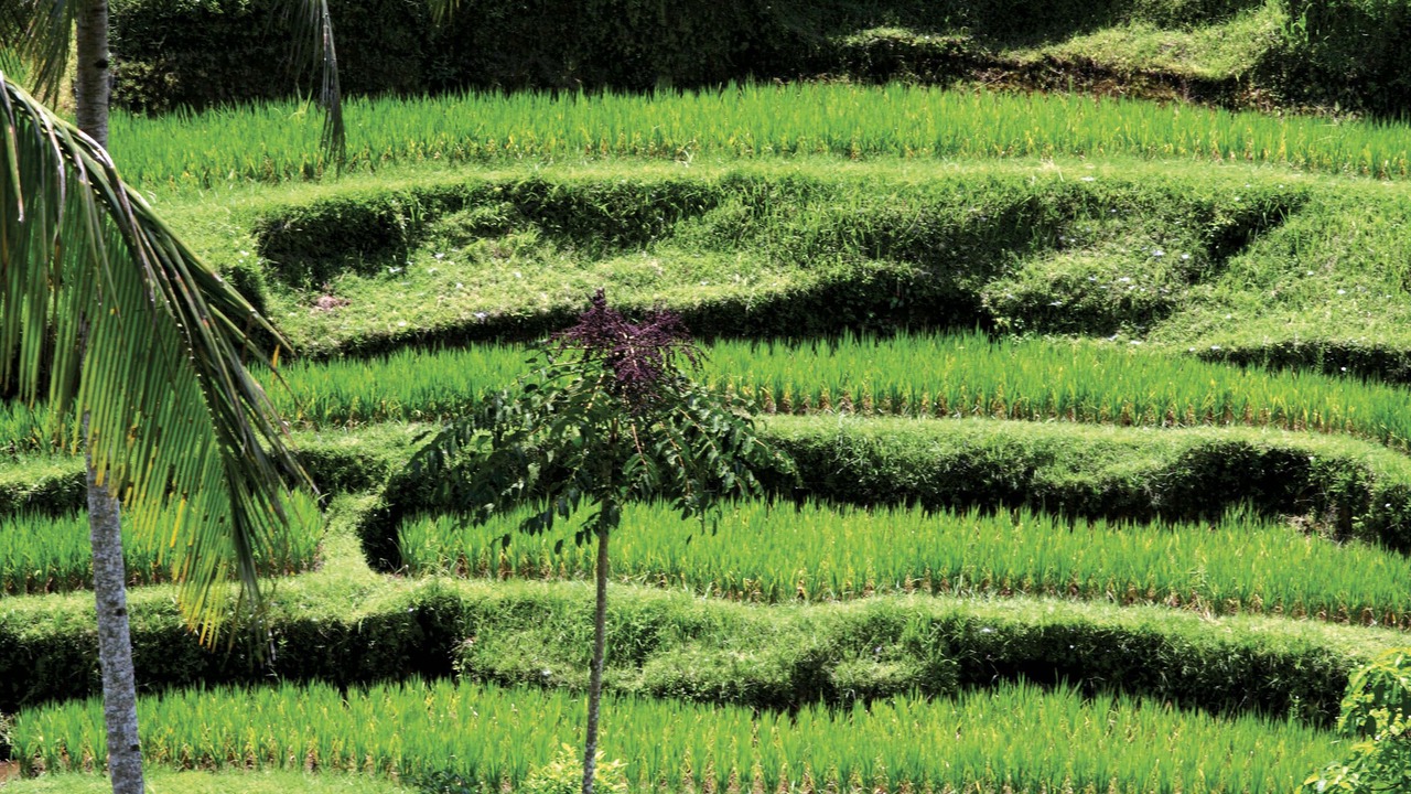 Photo of Others in Lodtunduh