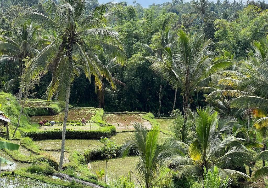 Photo of Others in Tetebatu