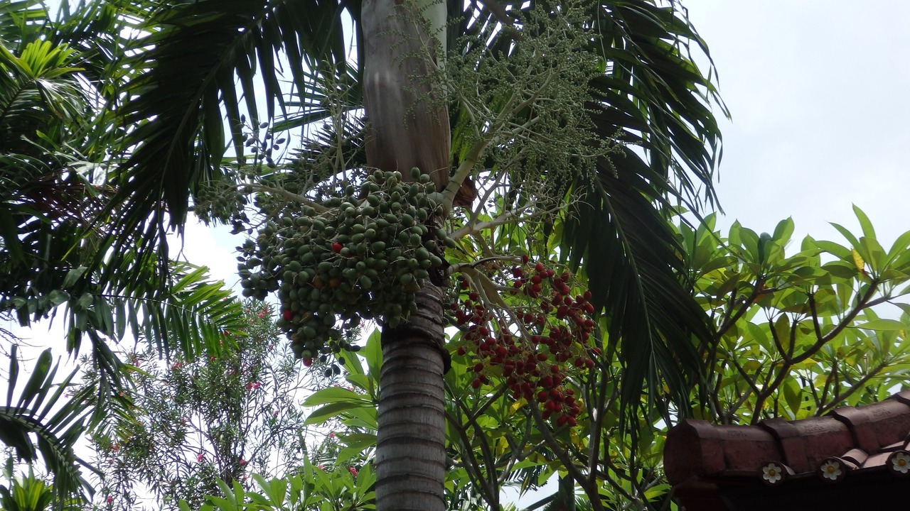Photo of Others in Pemuteran