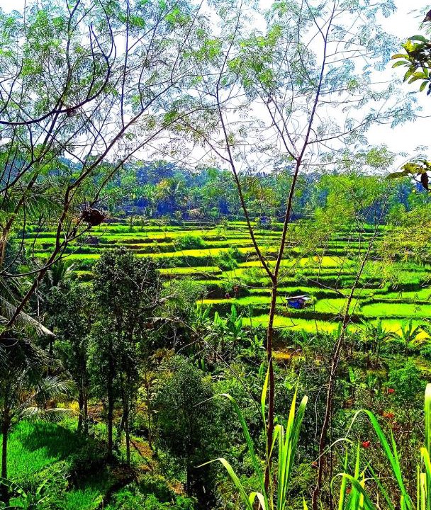 Photo of Others in Tetebatu