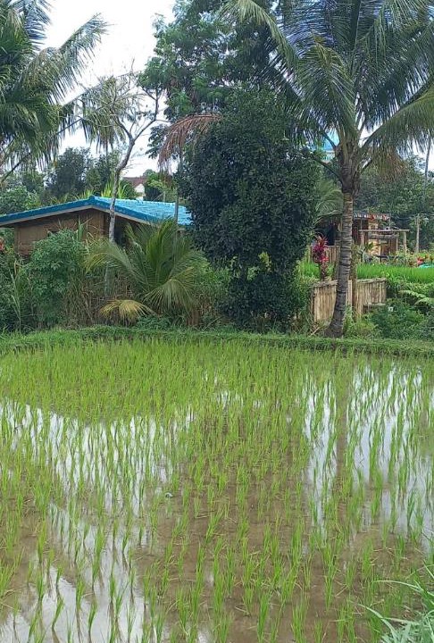 Photo of Others in Tetebatu
