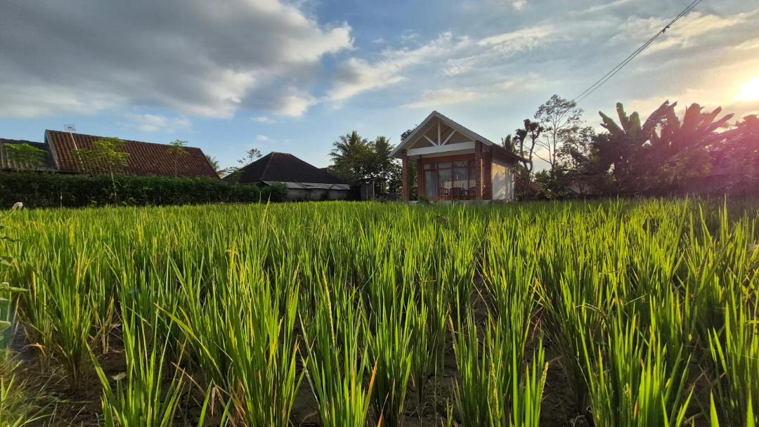 Photo of Others in Tetebatu