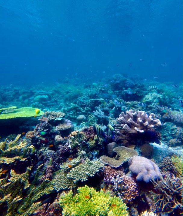 Photo of Others in Raja Ampat