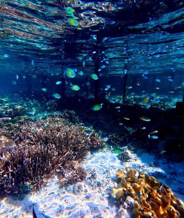 Photo of Others in Raja Ampat