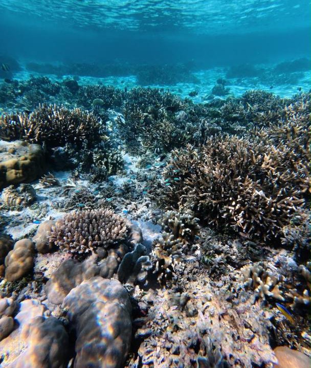 Photo of Others in Raja Ampat