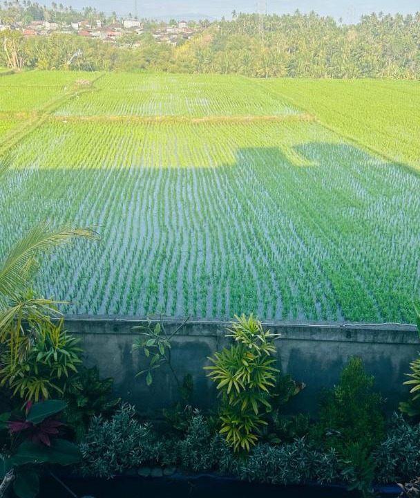 Photo of Others in Pulukan