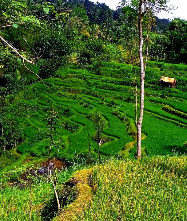 Photo of Others in Tetebatu