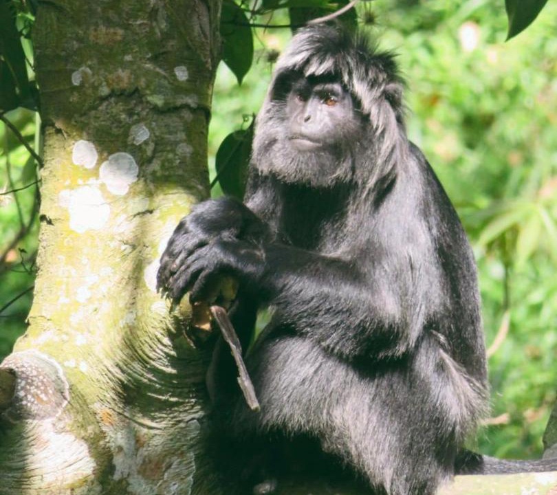 Photo of Others in Tetebatu