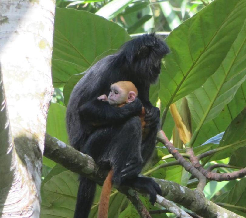 Photo of Others in Tetebatu