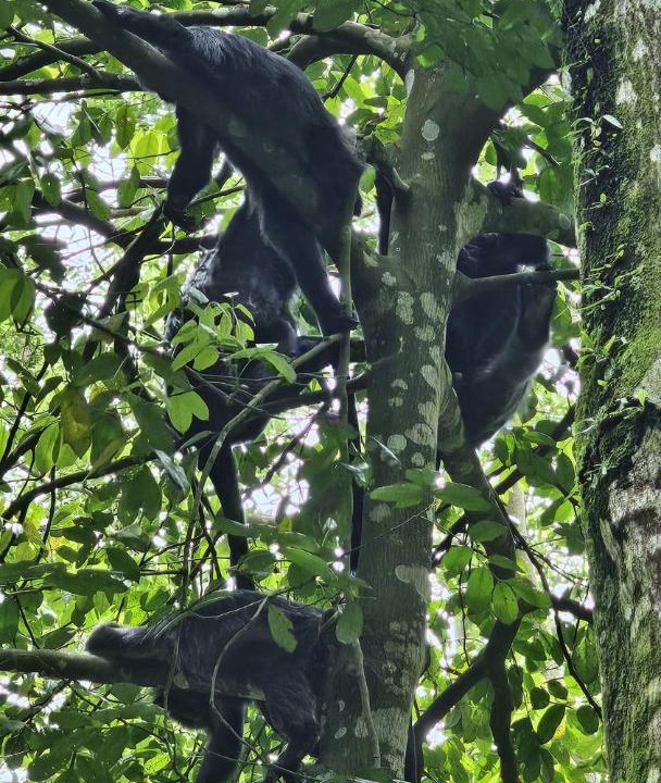 Photo of Others in Tetebatu