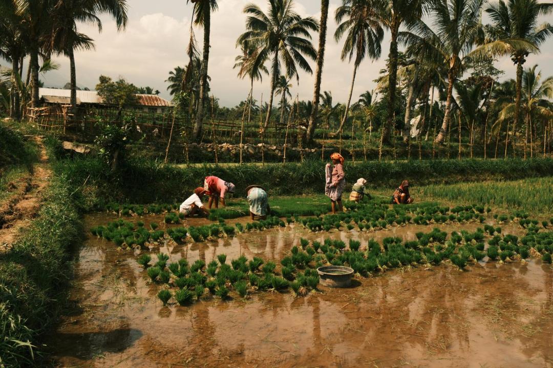 Photo of Others in Tetebatu