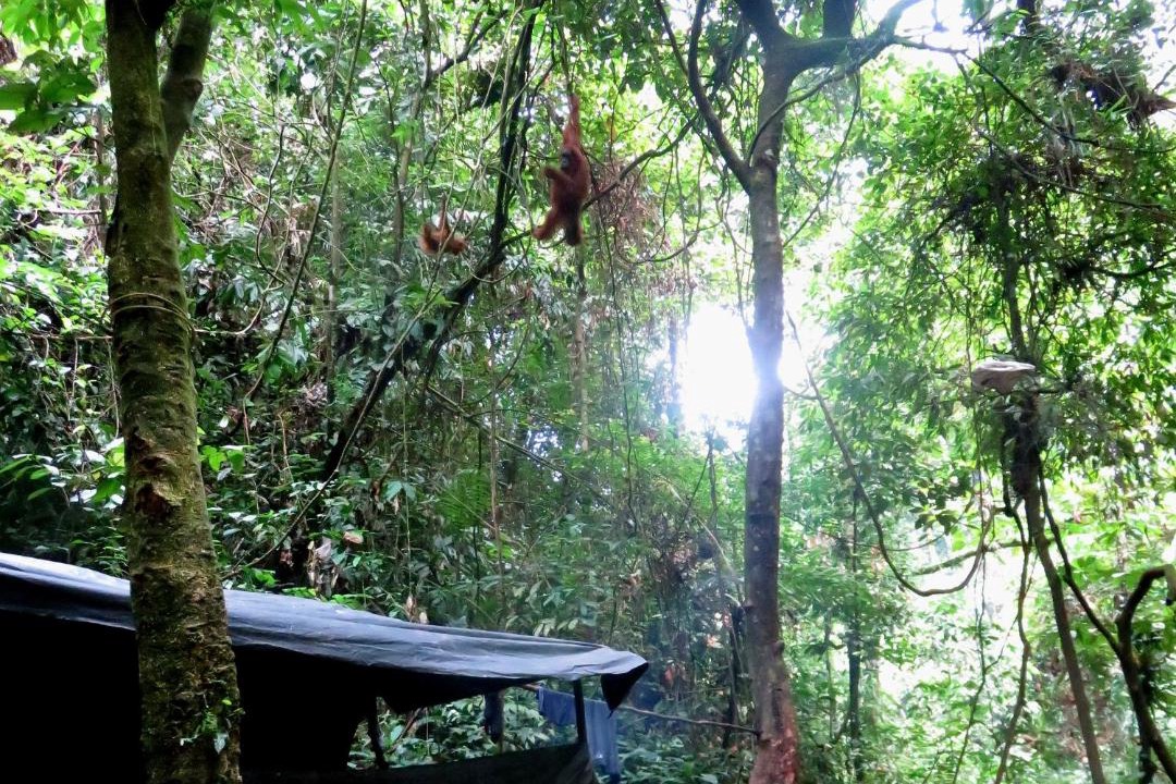 Photo of Others in Bohorok