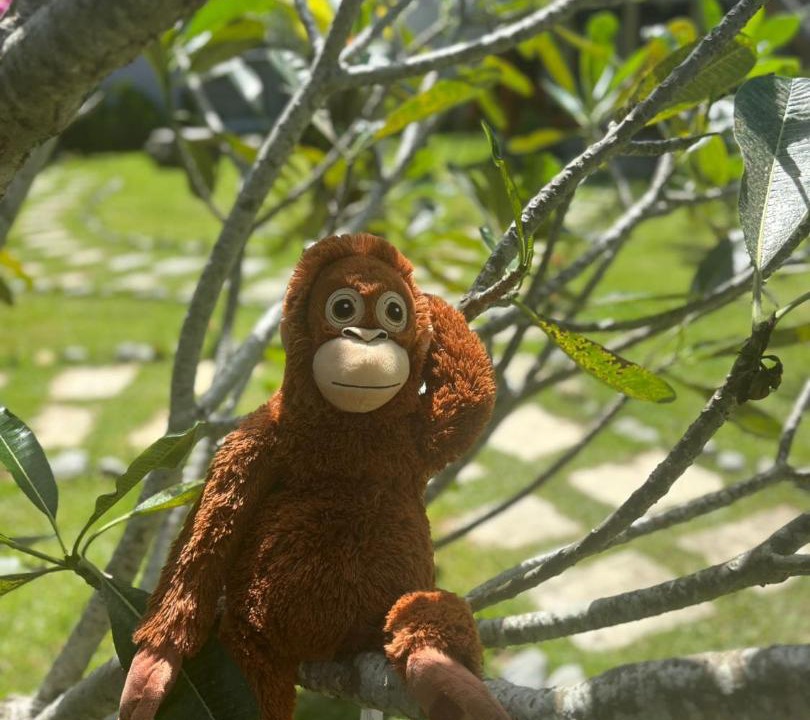 Photo of Others in Bukit Lawang