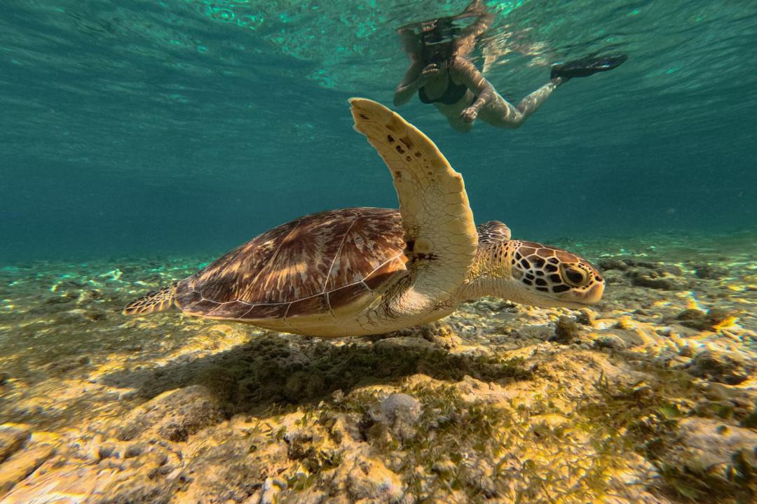 Photo of Others in Gili Meno