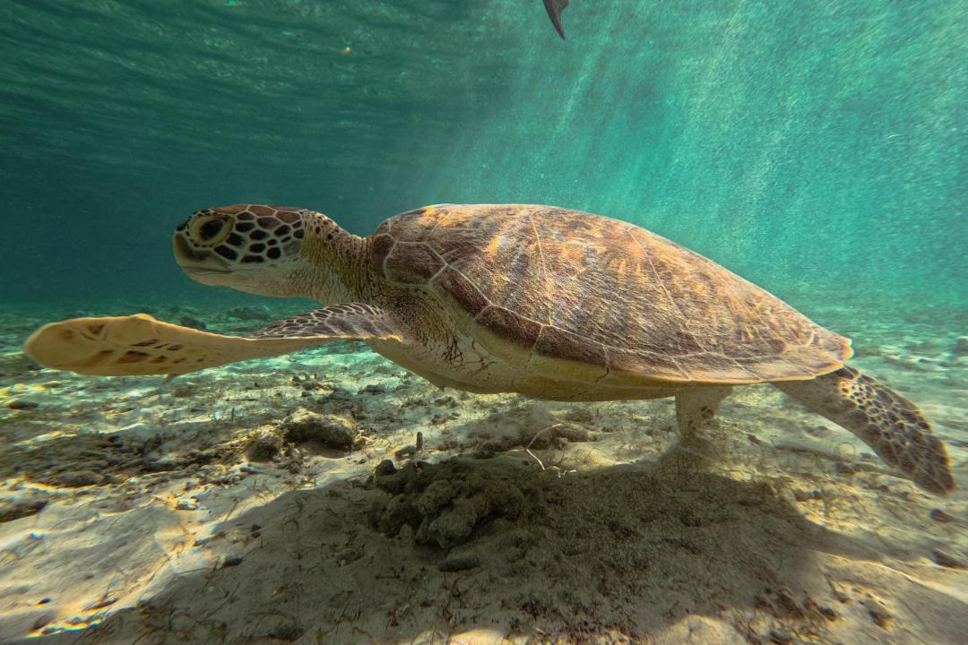 Photo of Others in Gili Meno