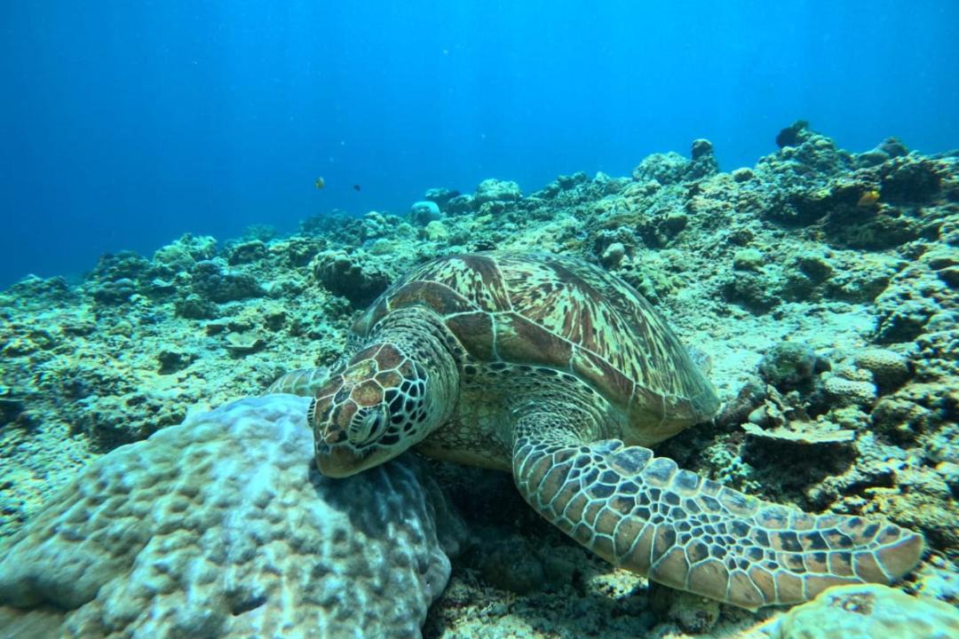 Photo of Others in Gili Meno