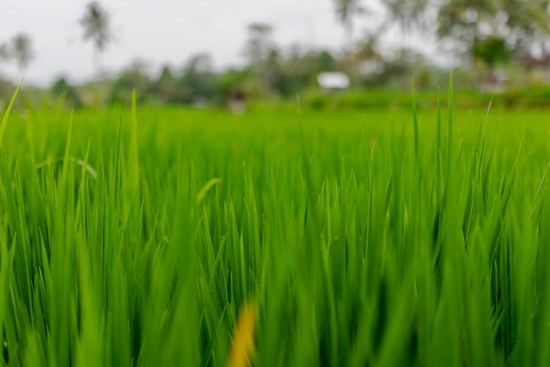 Photo of Others in Sebatu