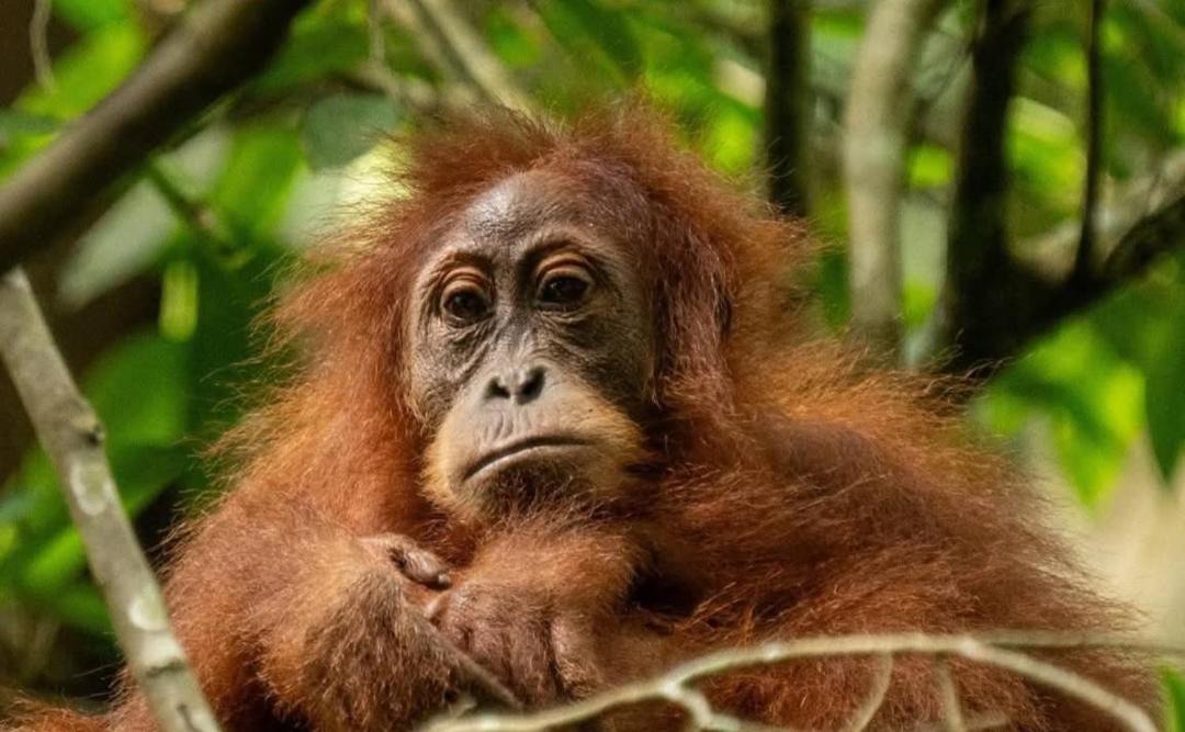 Photo of Human In Picture in Bukit Lawang