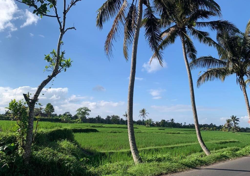 Photo of Others in Pejeng Kawan