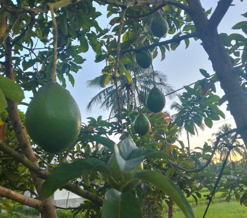 Photo of Outdoor in Kecamatan Montong Gading