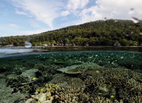 Photo of Others in Raja Ampat