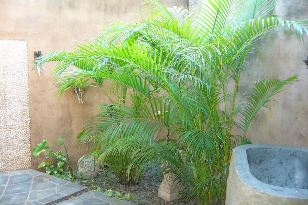Photo of Others in Rote Island
