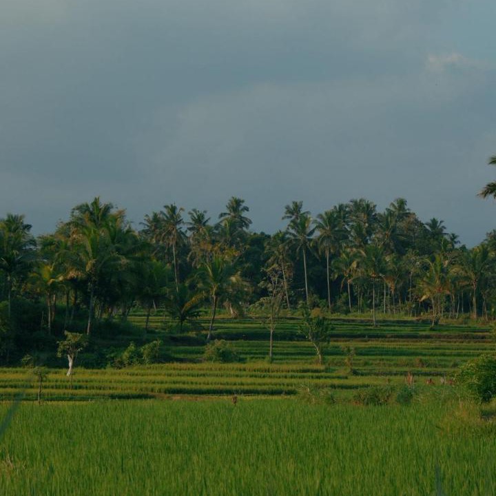 Photo of Others in Tetebatu