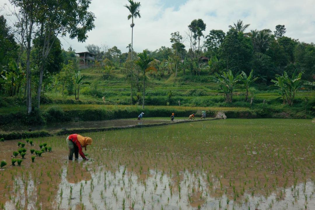 Photo of Others in Tetebatu