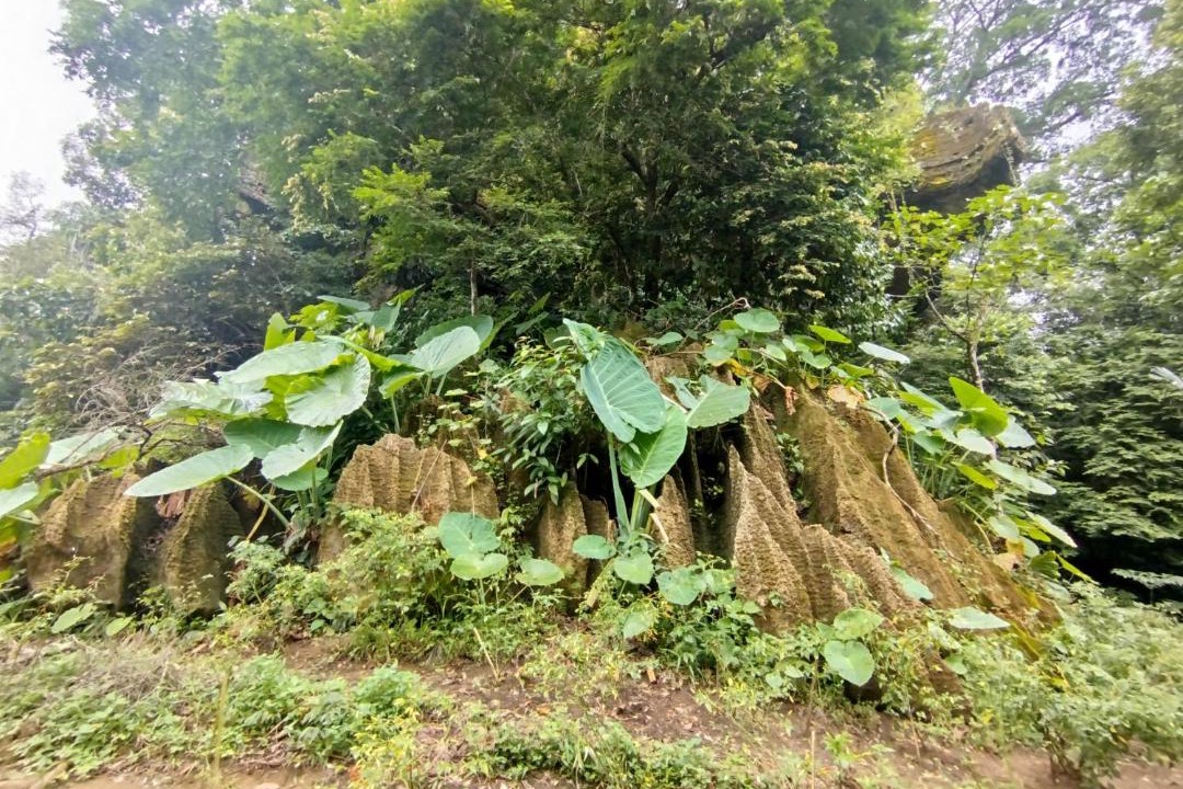 Photo of Others in Bohorok