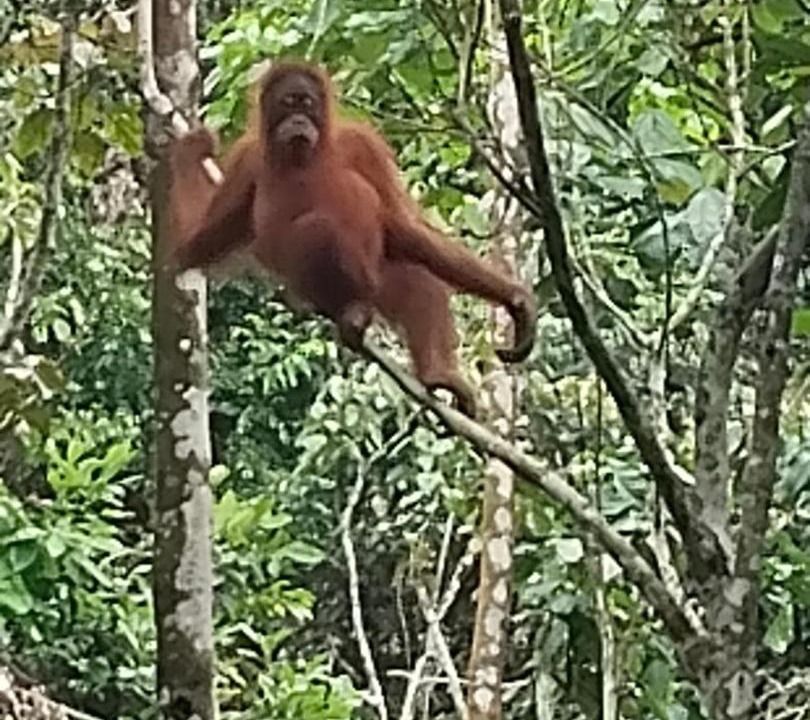 Photo of Others in Bukit Lawang