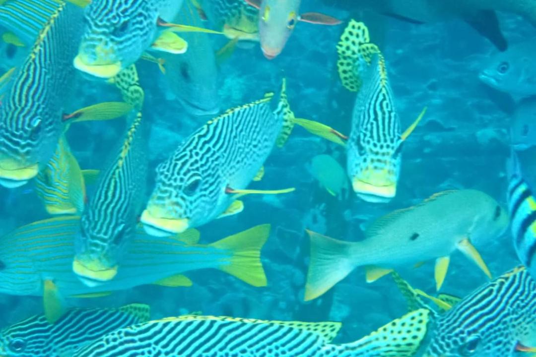 Photo of Others in Pulau Pef